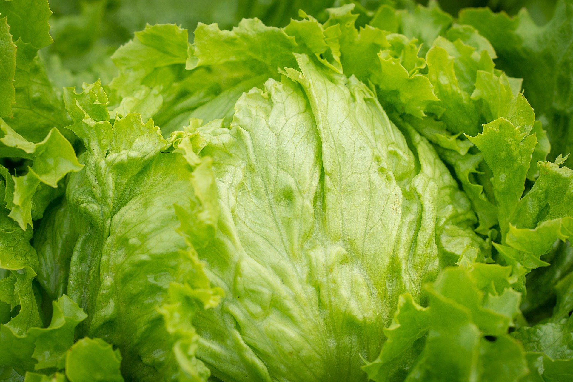 Products Iceberg lettuce