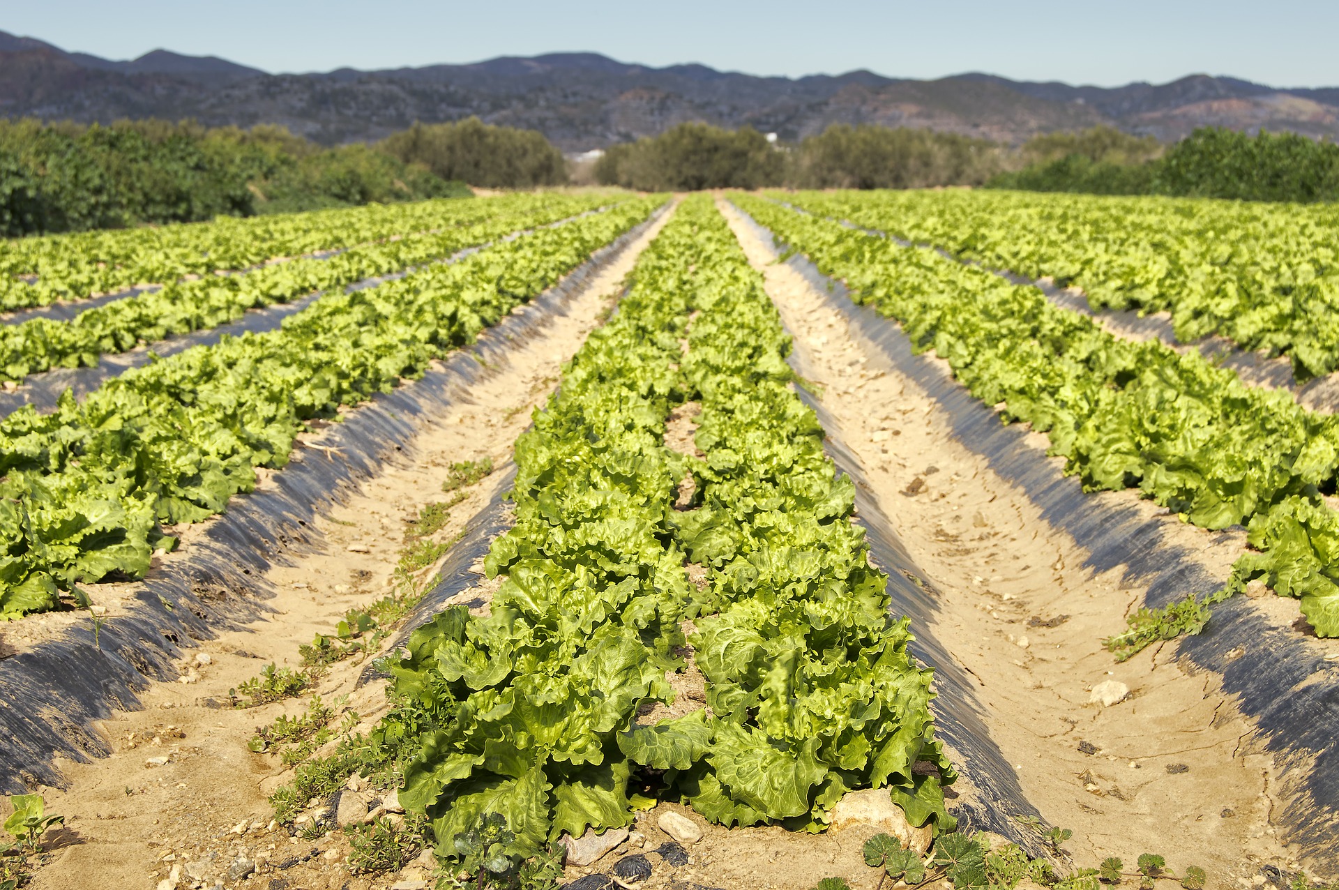 products-iceberg-lettuce