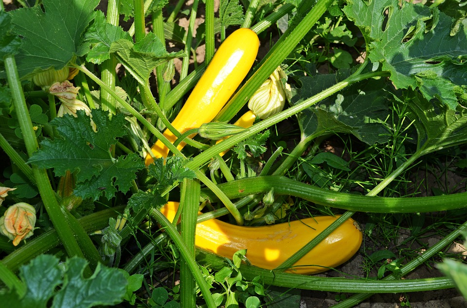 Fordhook Zucchini photo 3