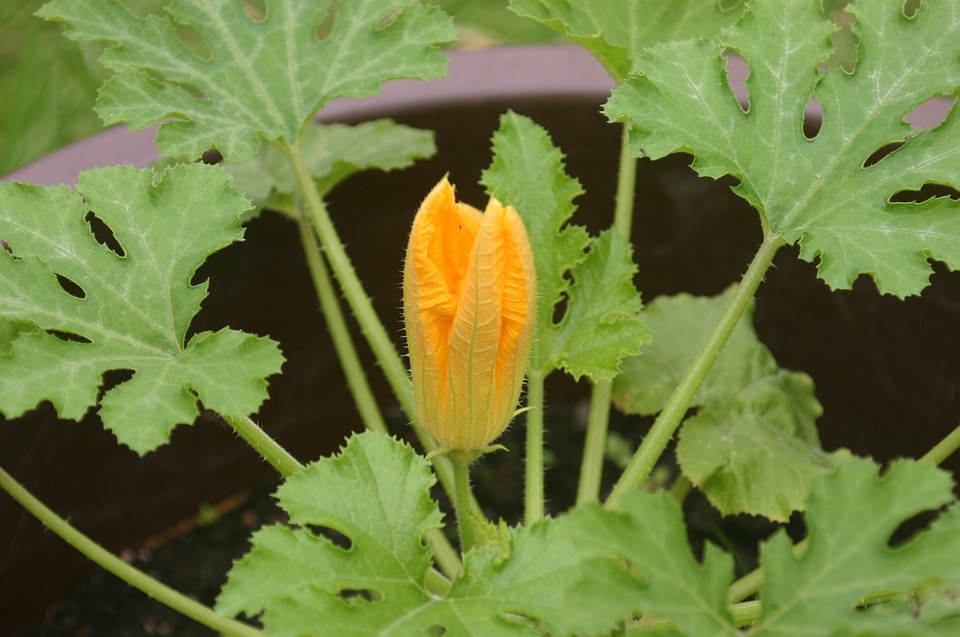 Fordhook Zucchini photo 4
