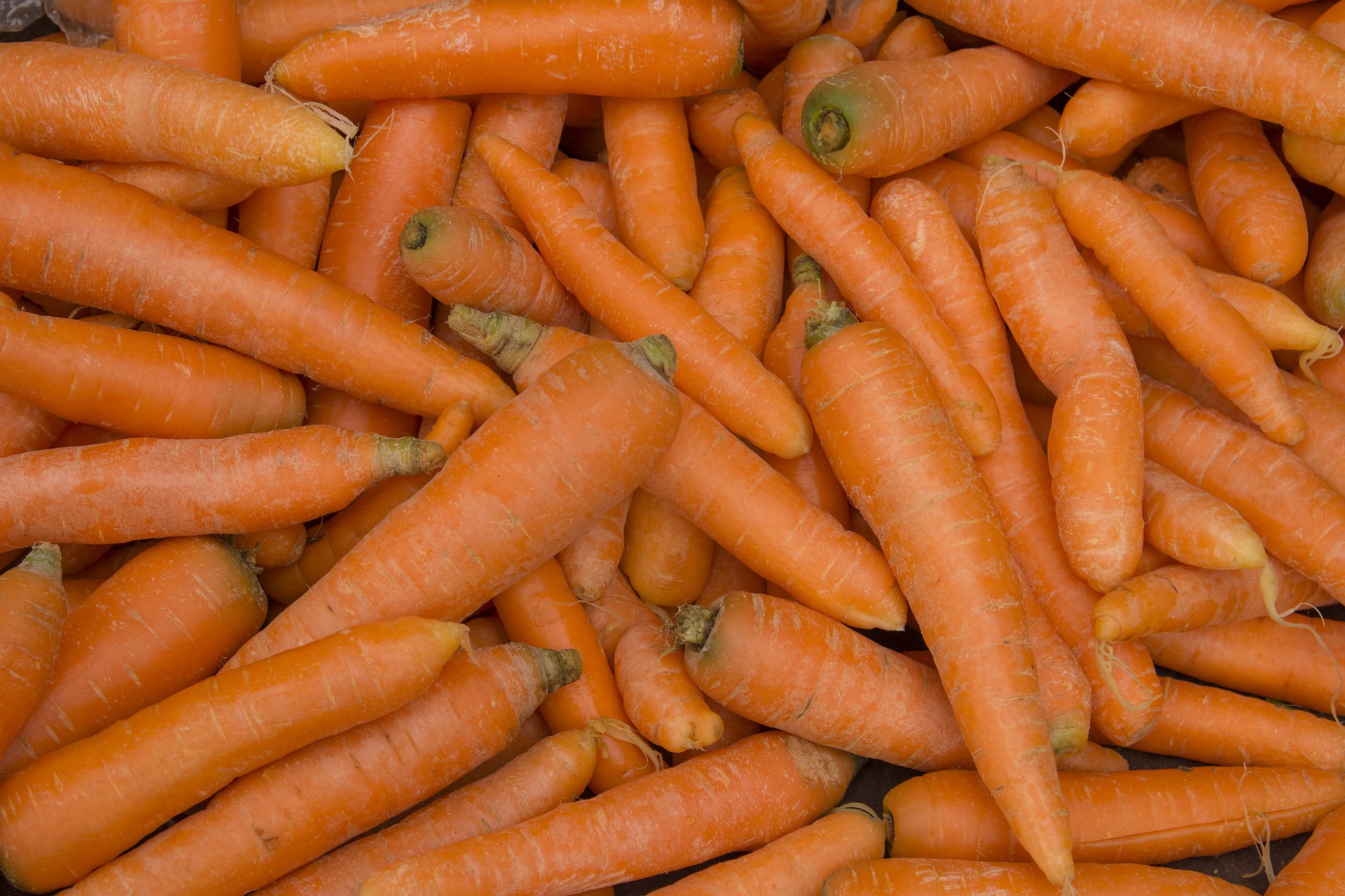 Carrots photo 2