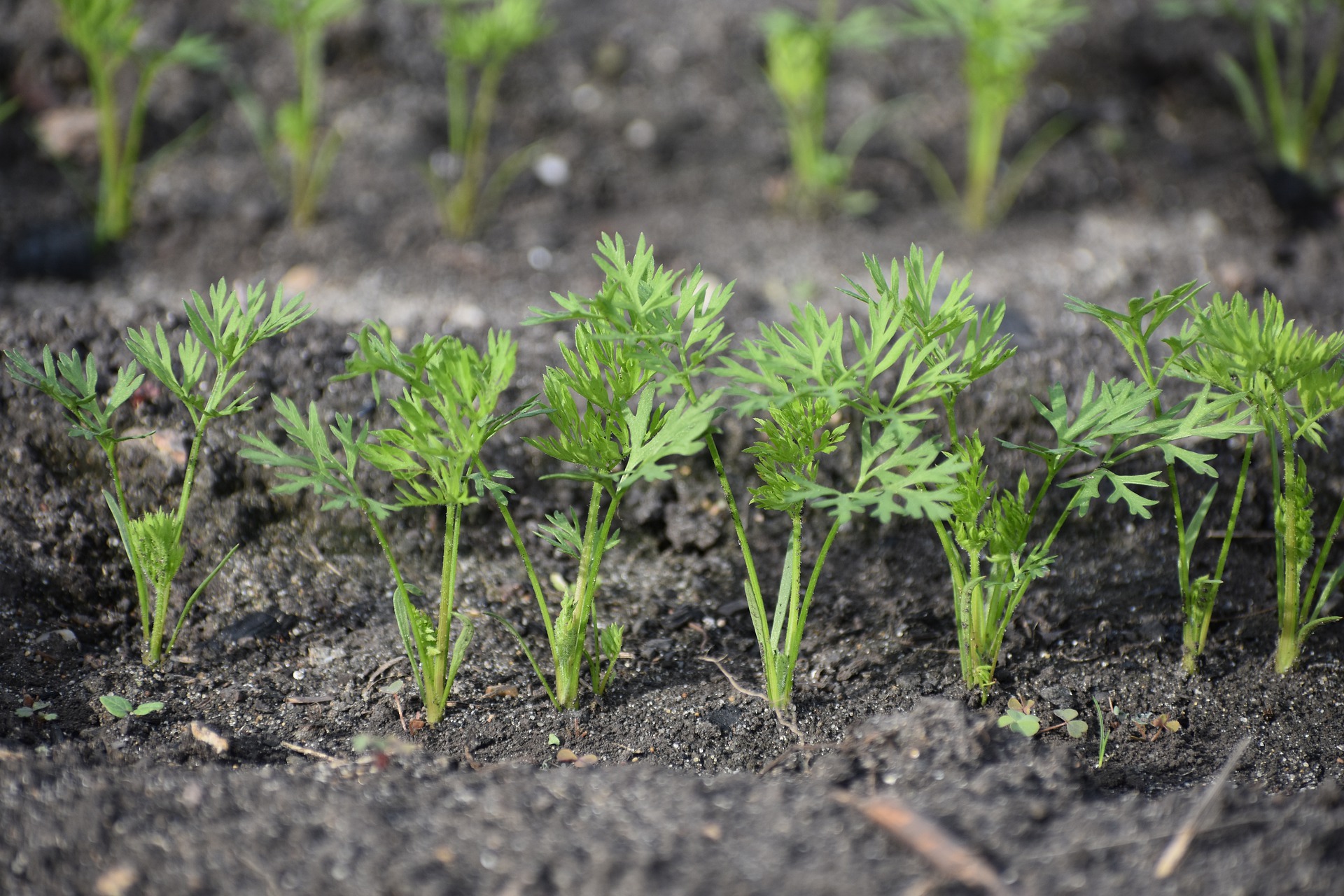 Carrots photo 3