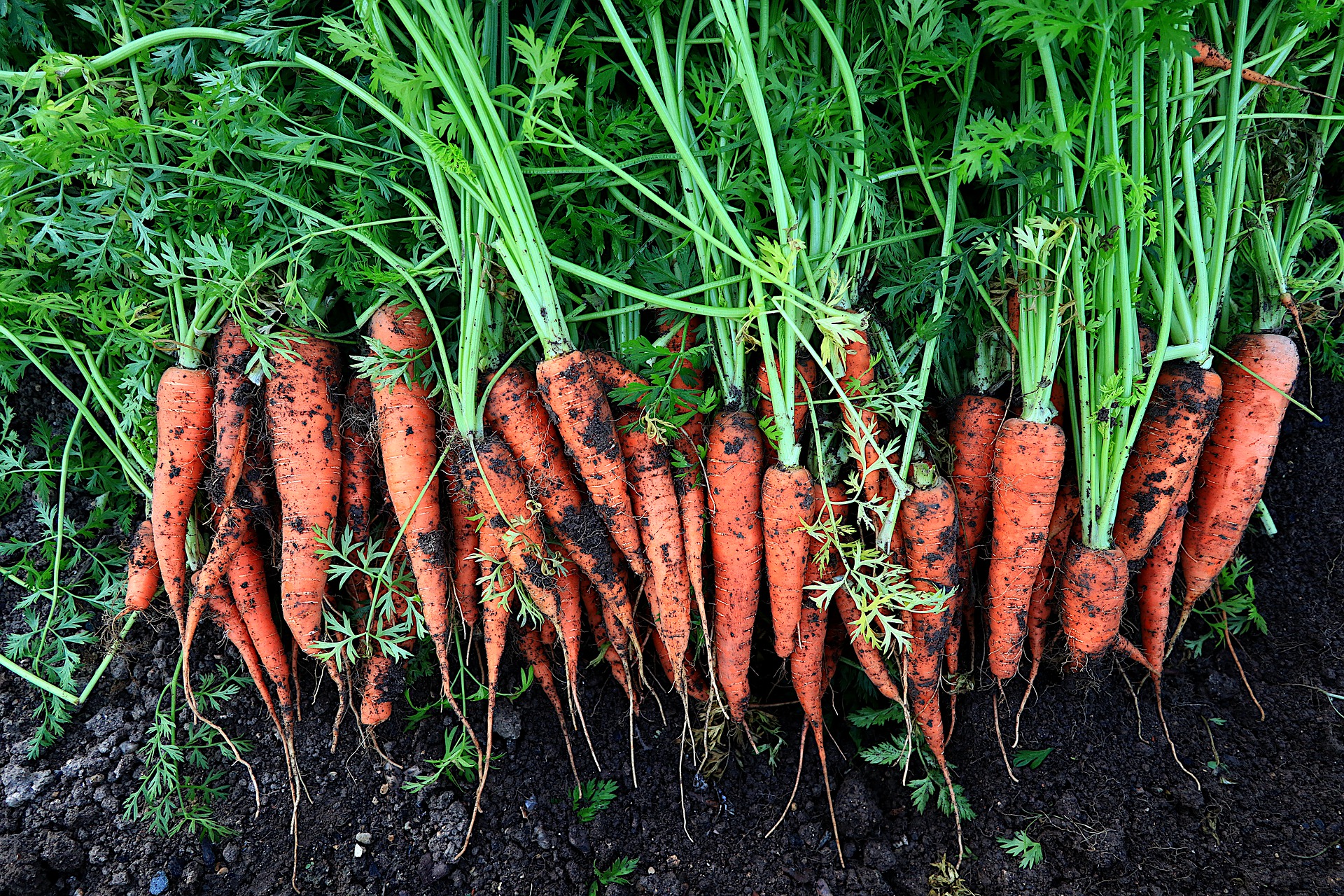 Carrots photo 4