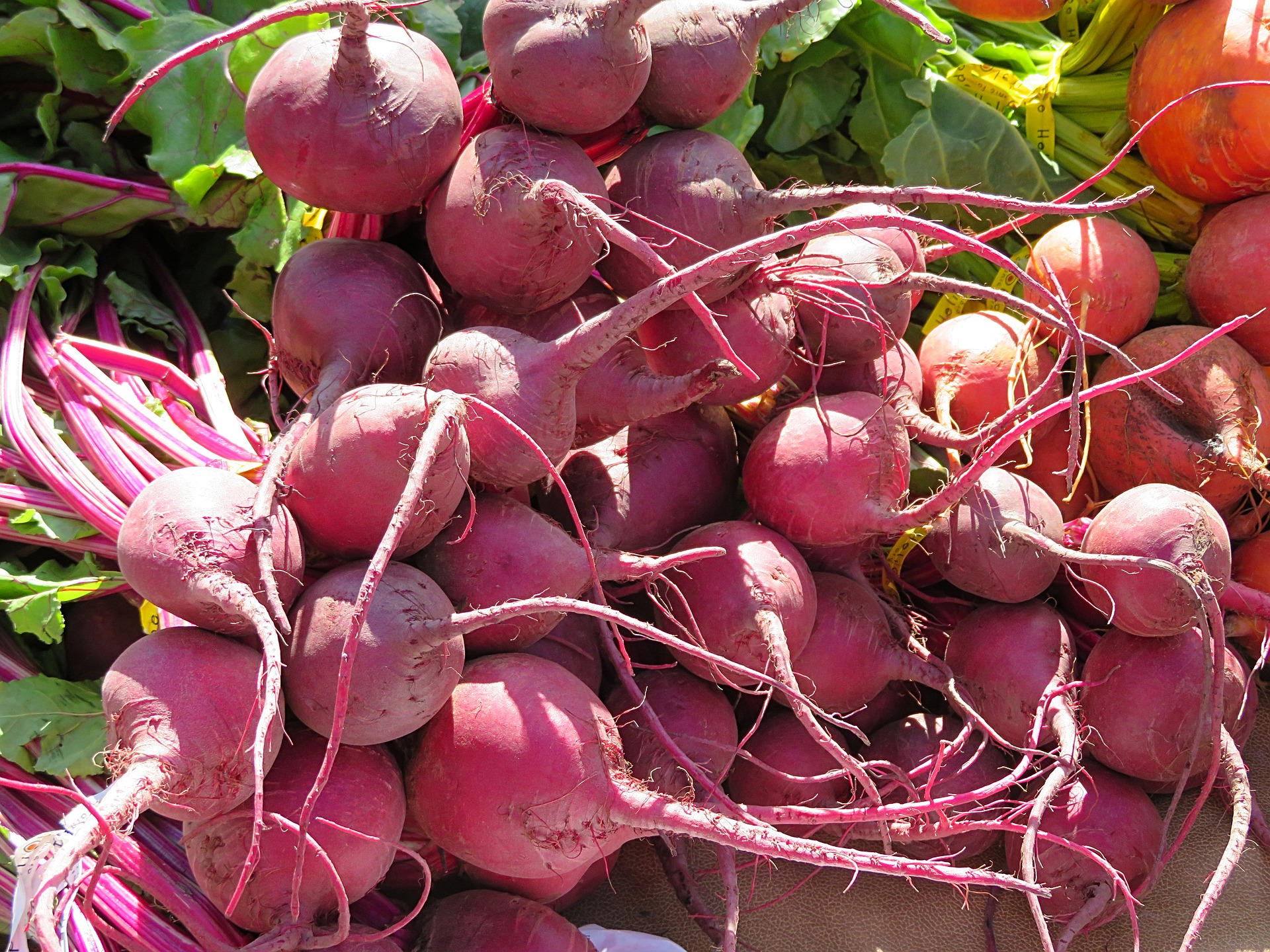 Beetroot photo 2