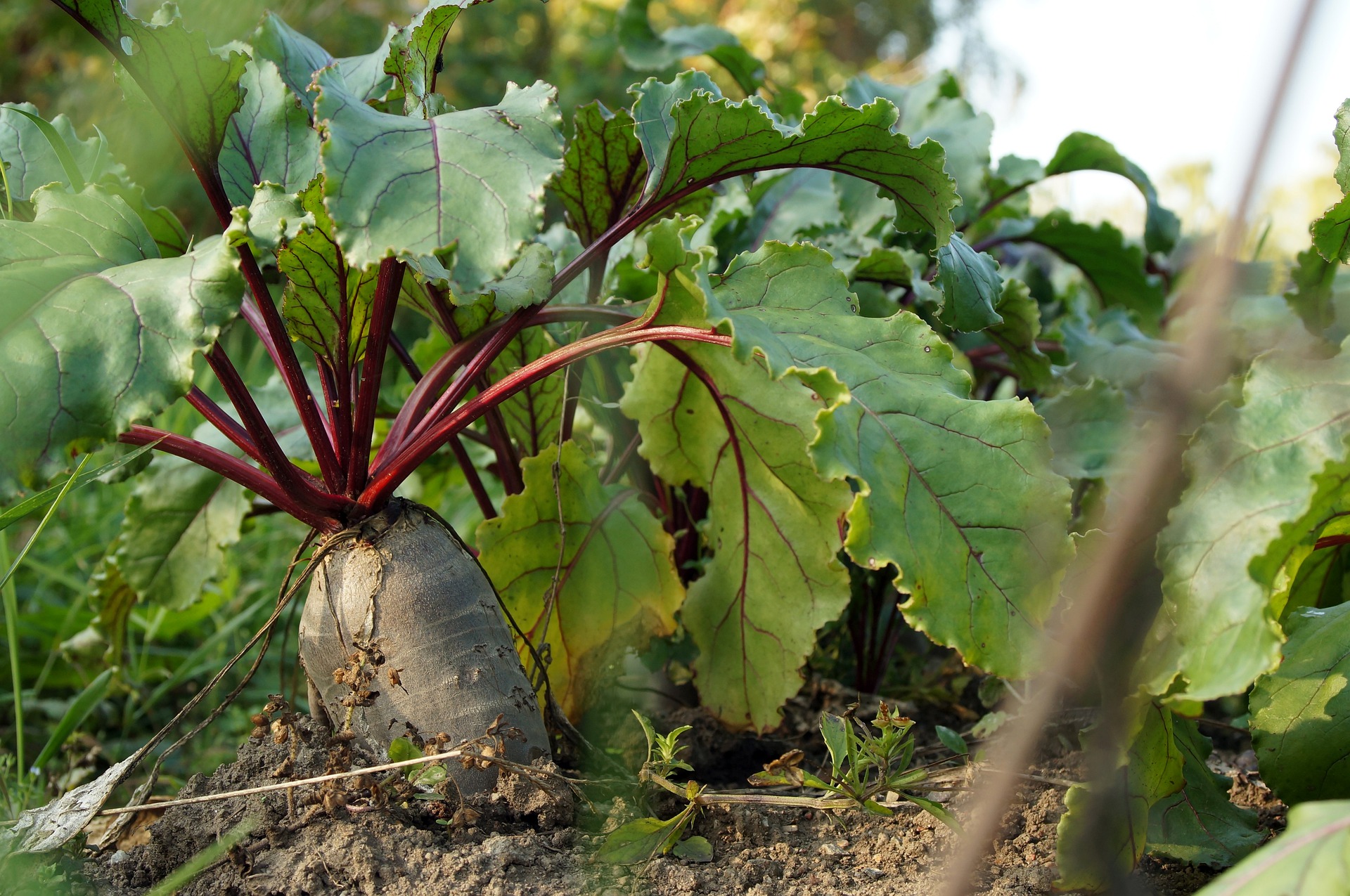 Beetroot photo 4