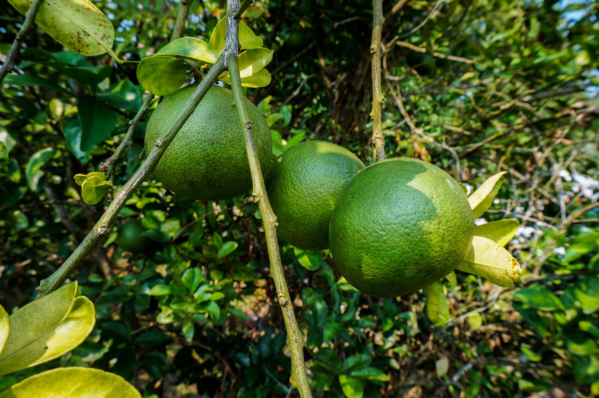 Lime photo 6
