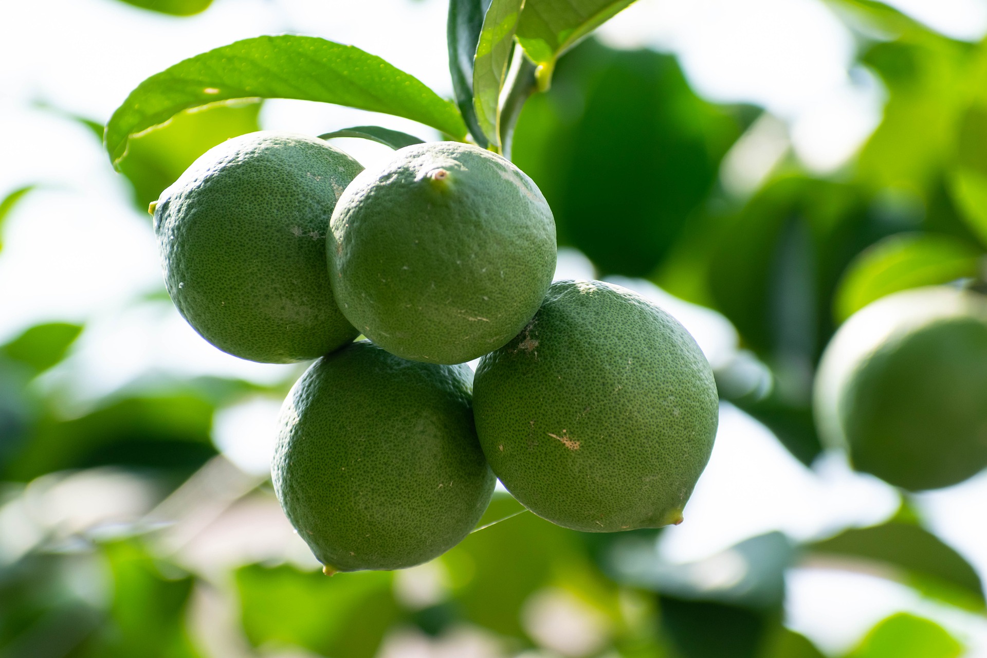 Lime photo 4