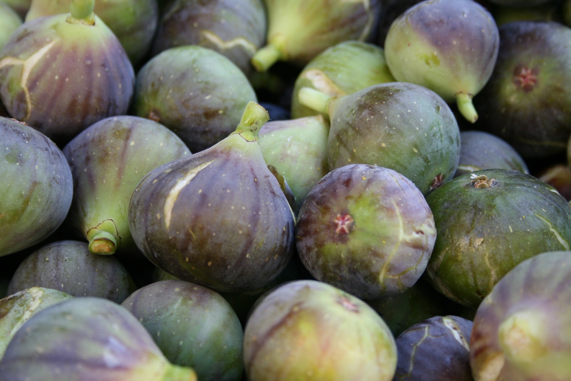 Figs photo 2