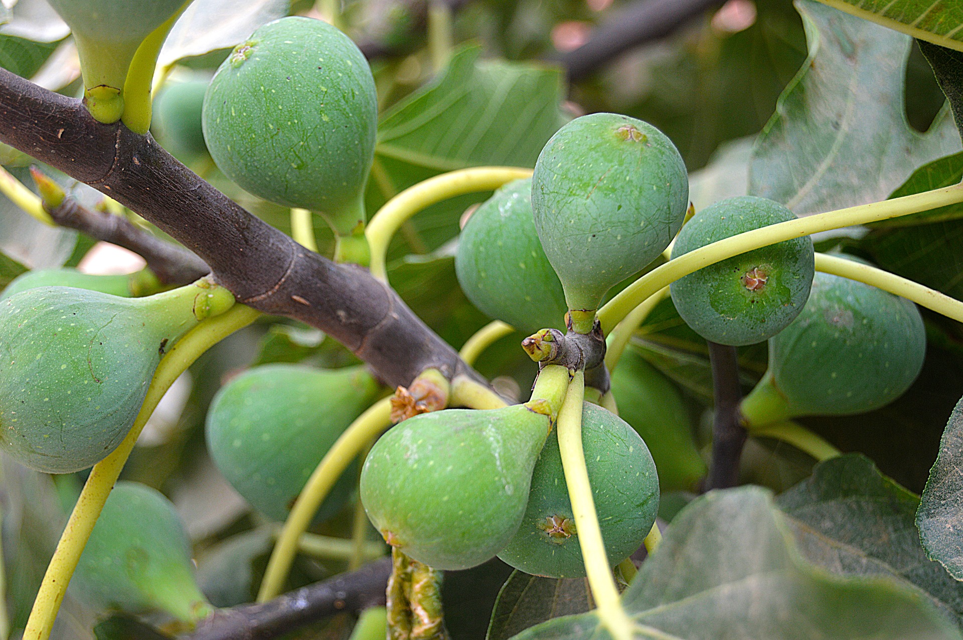 Figs photo 3