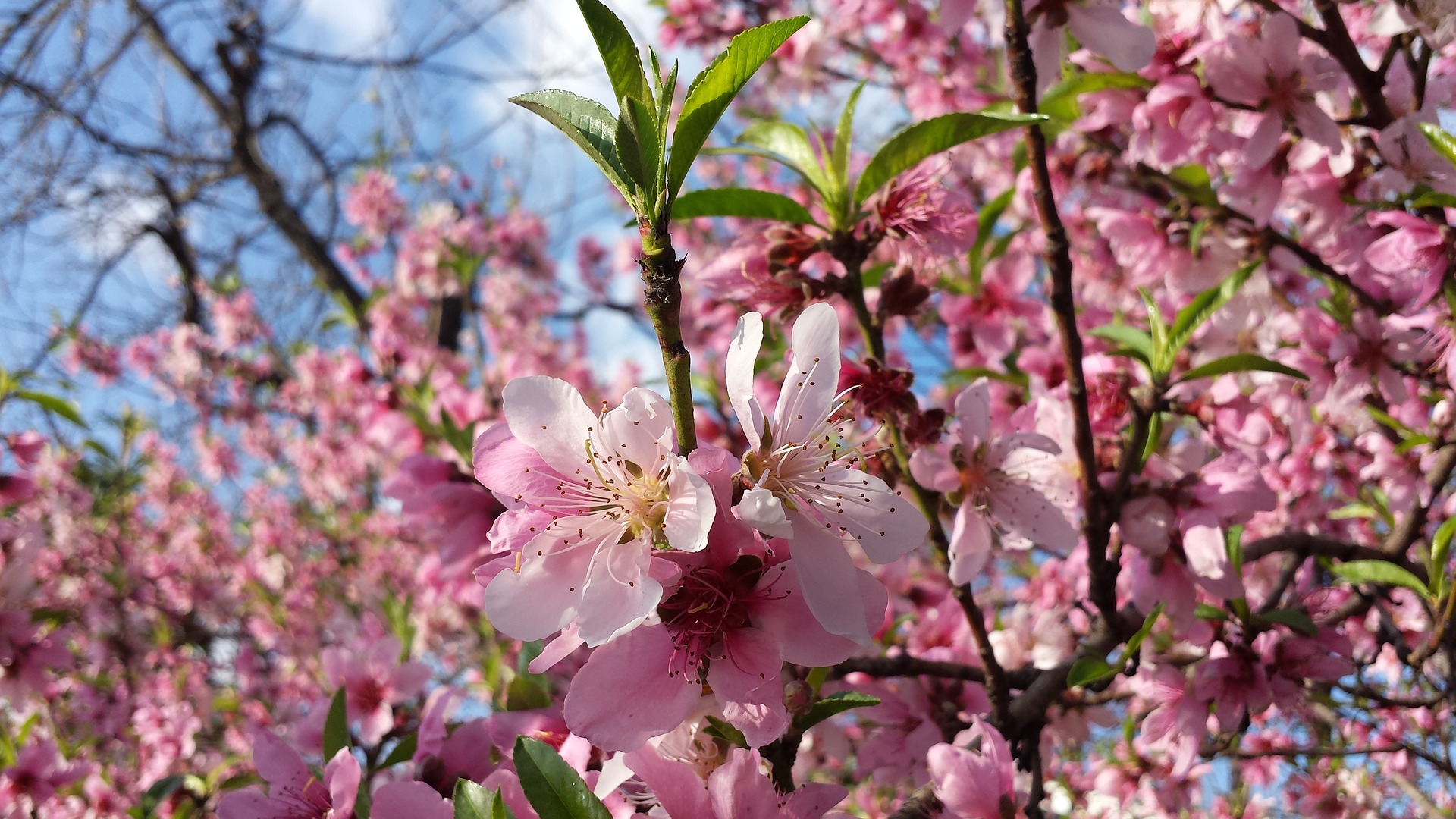 Peach photo 3