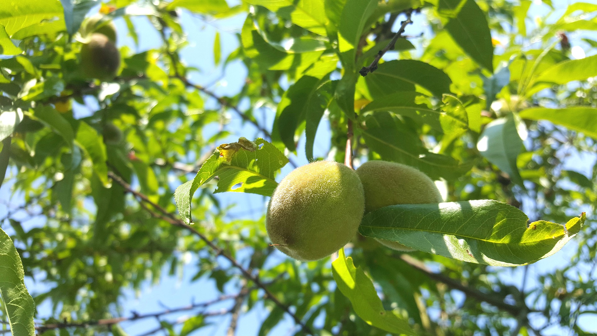 Peach photo 4