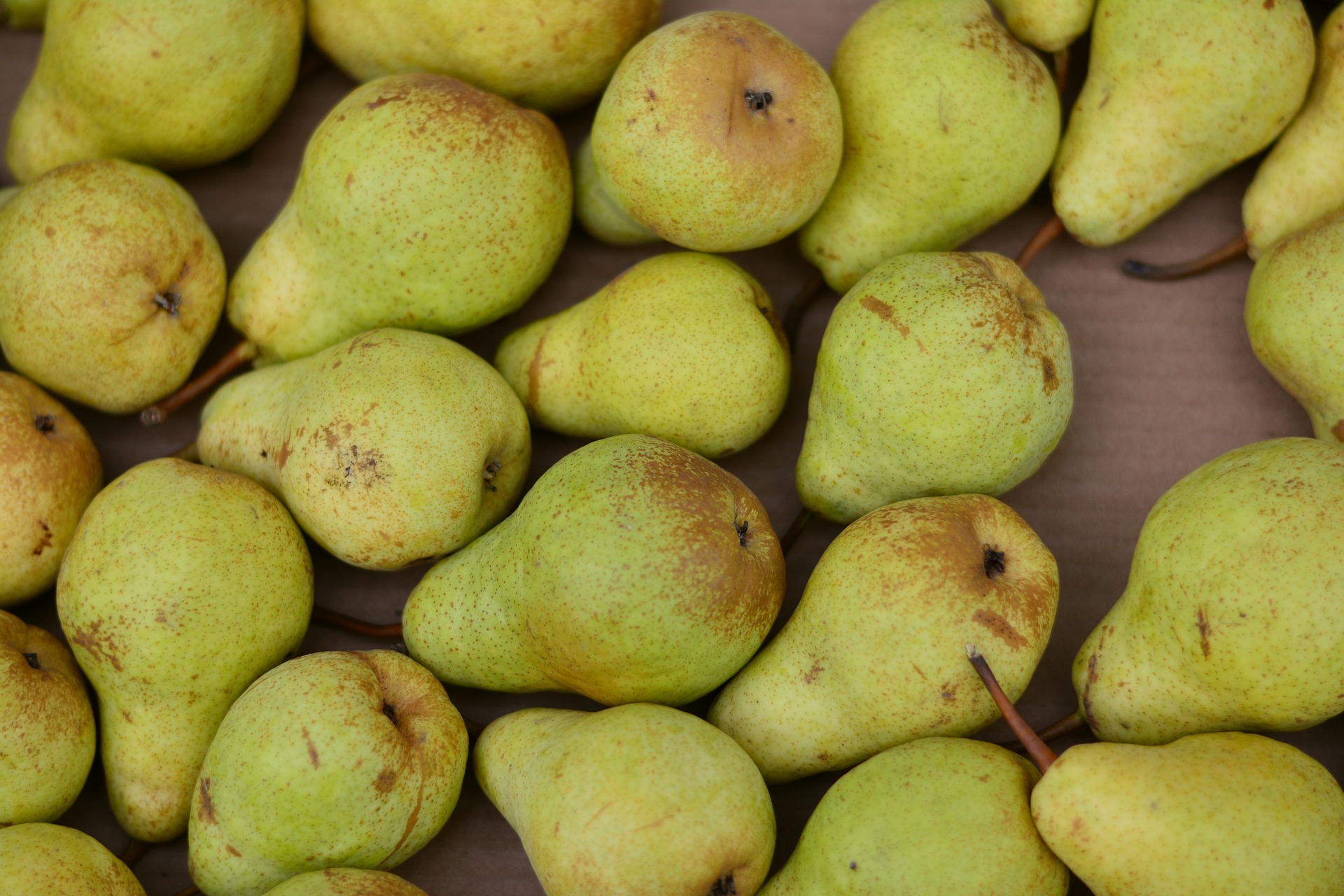 Pears photo 2