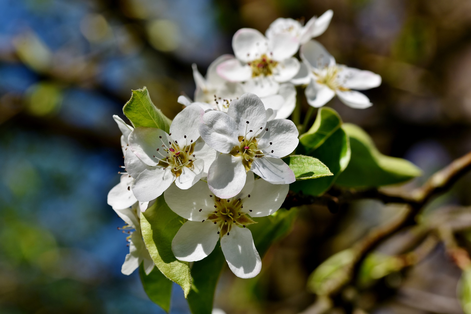 Pears photo 3