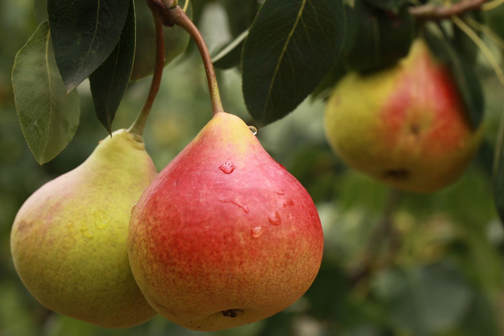 Pears photo 4