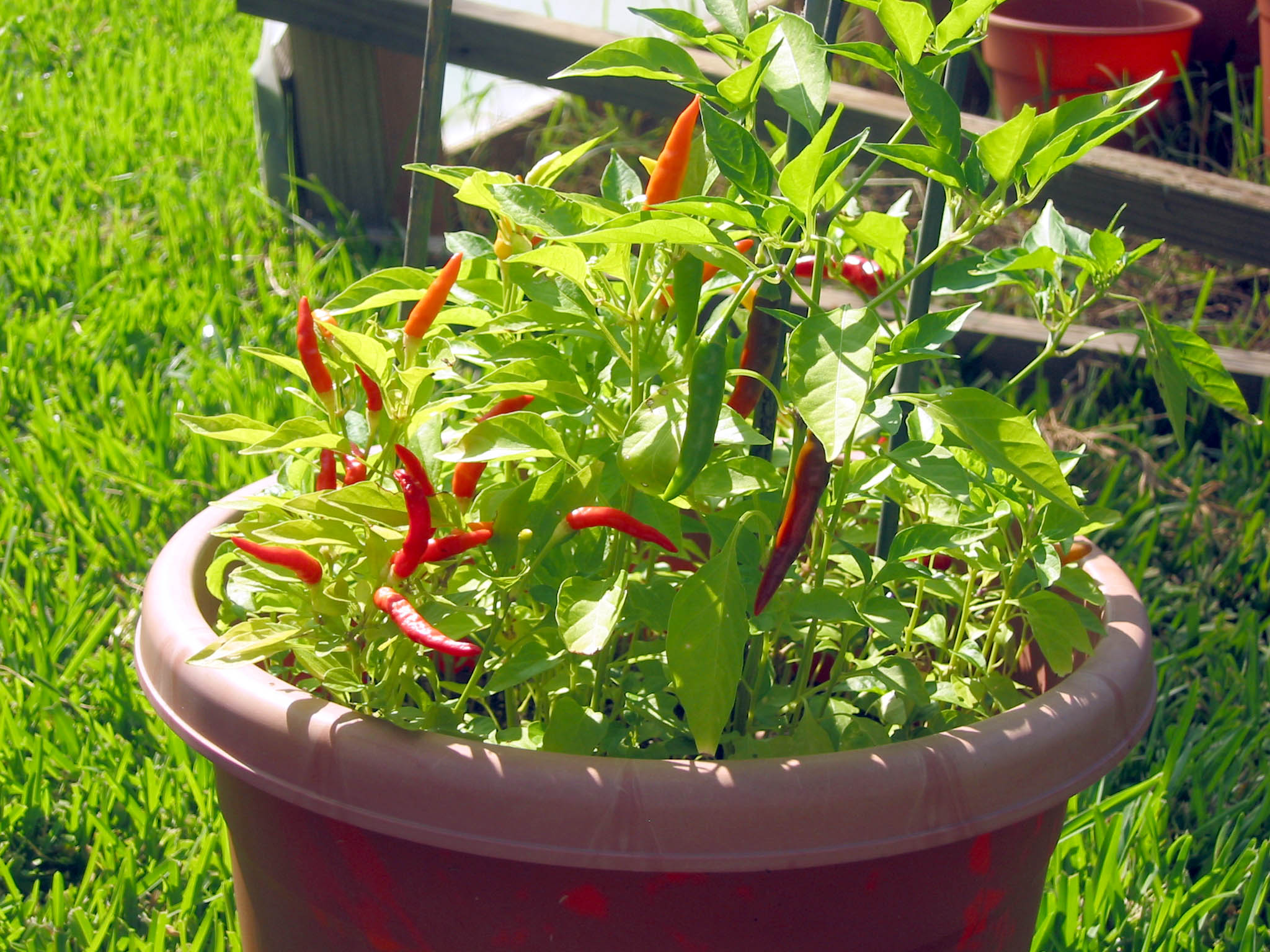 Peppers chilli photo 3