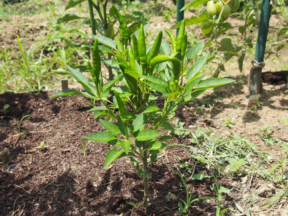 Peppers chilli photo 4