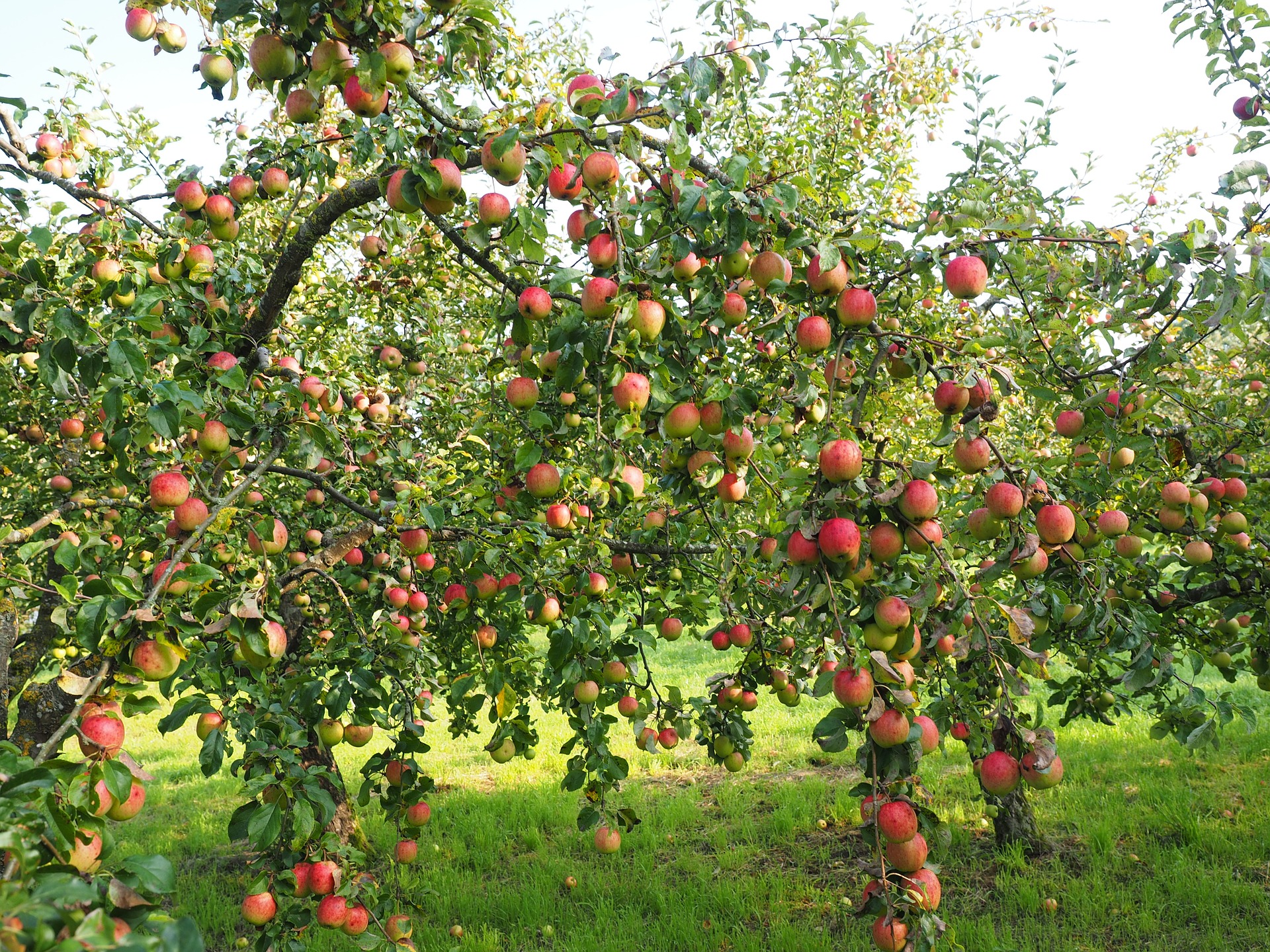 Red Apples photo 4