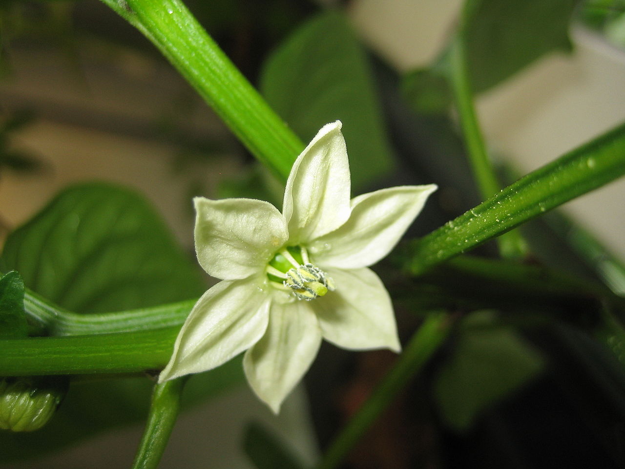 Bell peppers photo 3