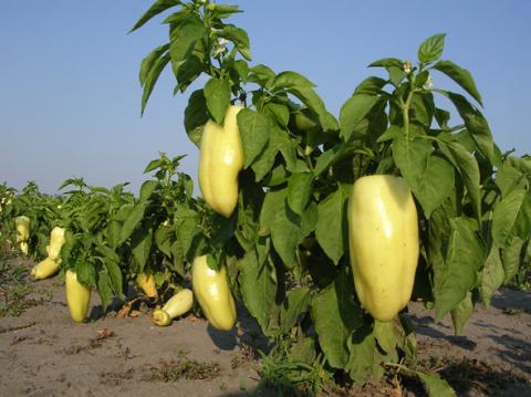 Peppers hungarian photo 2