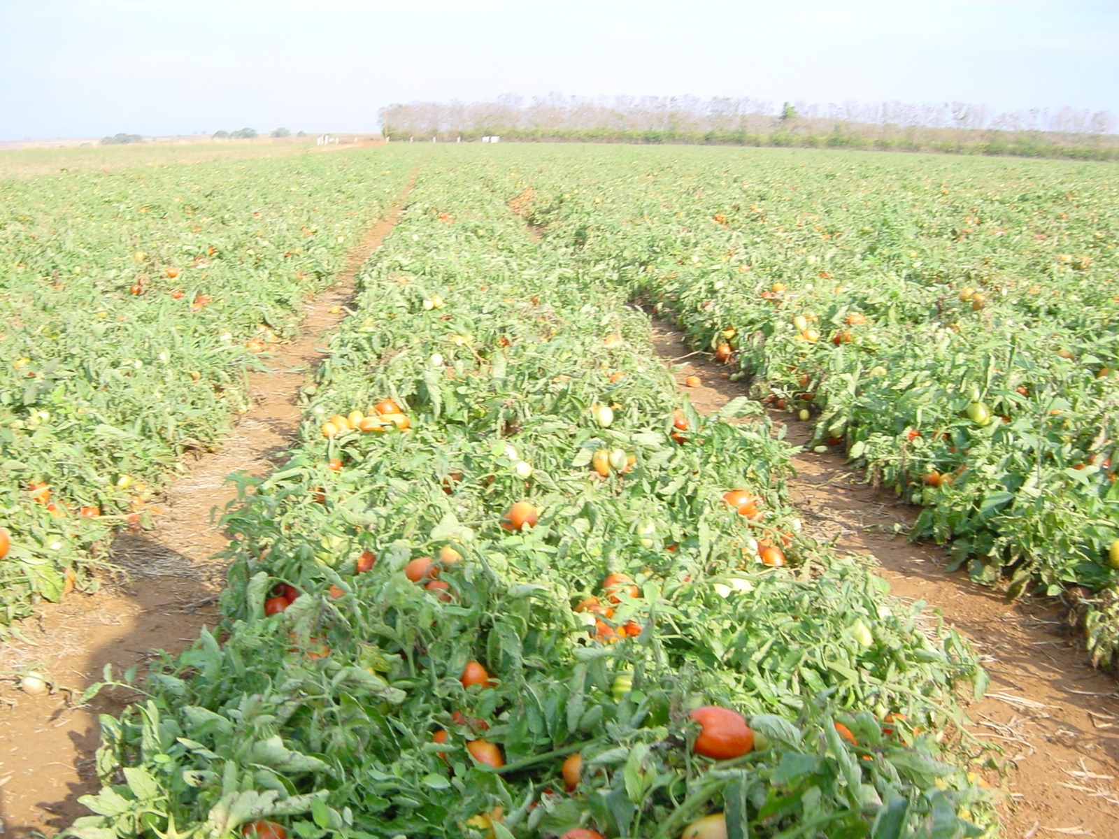 Tomatoes round photo 3
