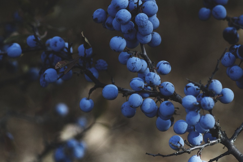 Blueberries photo 3