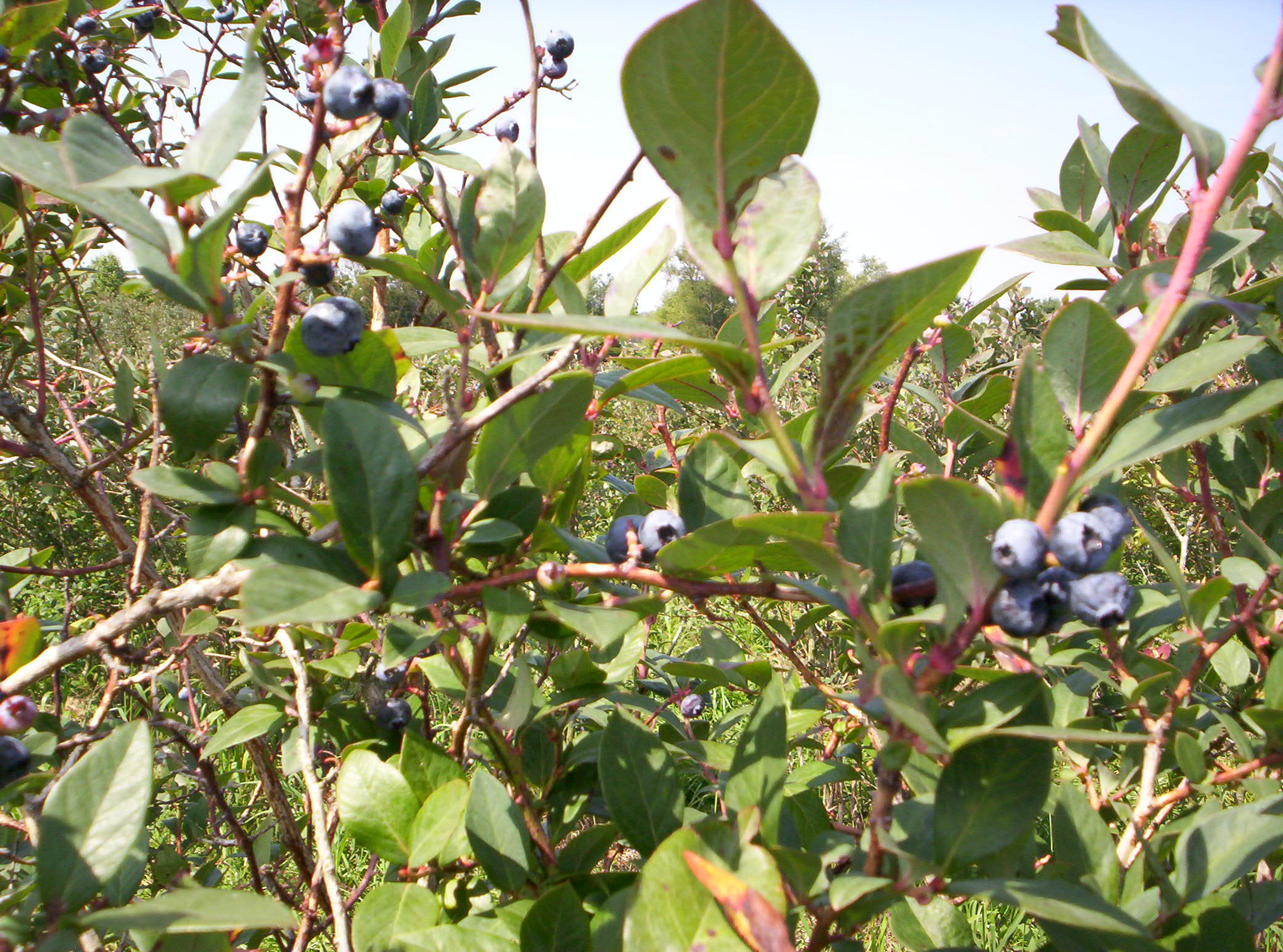 Blueberries photo 4