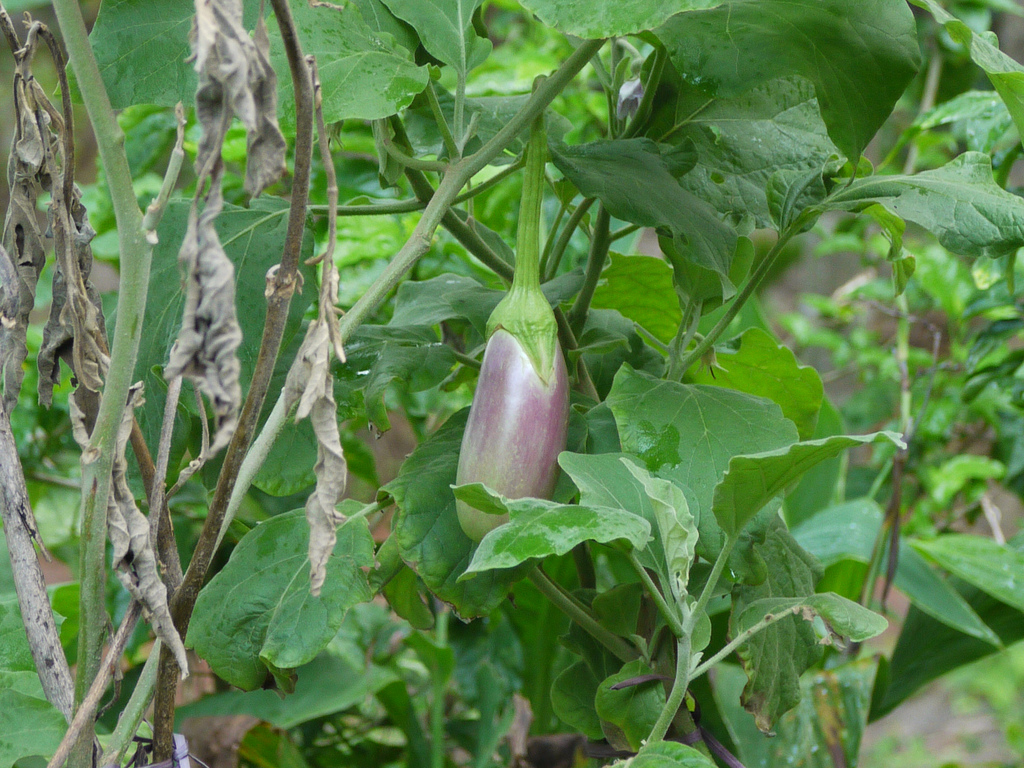 Eggplant photo 4