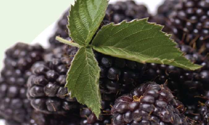 Boysenberries photo 2