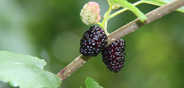 Boysenberries photo 3