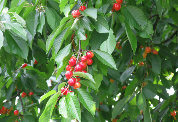 Sweet Cherries photo 3