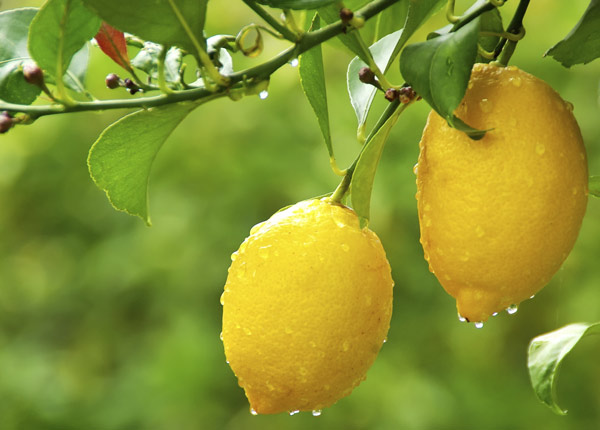 Lemons photo 3