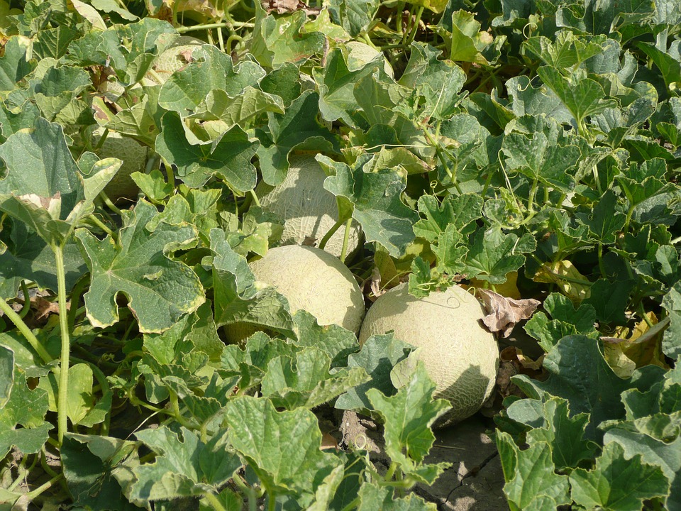 Melon Cantaloupe  photo 3