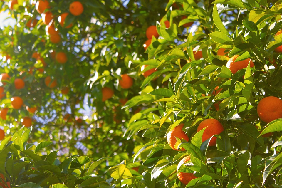 Oranges photo 3