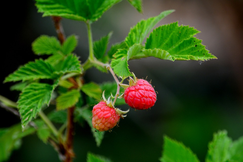 Raspberries photo 3