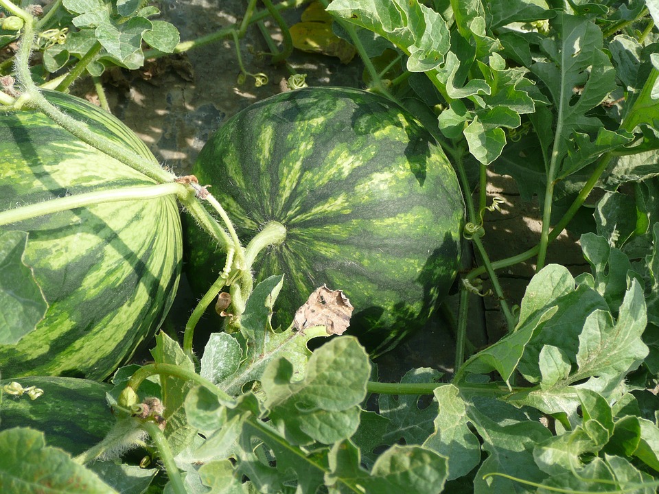 Watermelon photo 3