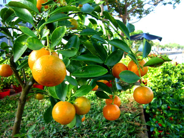 Mandarin orange photo 3