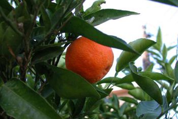 Clementines photo 3