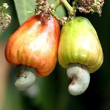 Cashews nuts photo 6