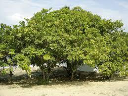 Cashews nuts photo 3