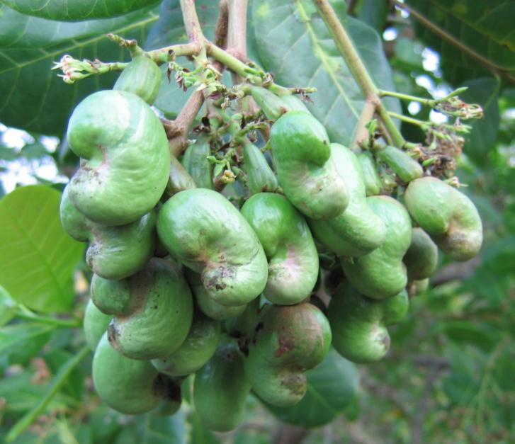 Cashews nuts photo 4