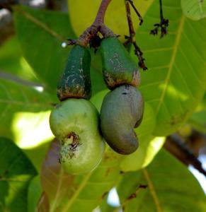 Cashews nuts photo 5