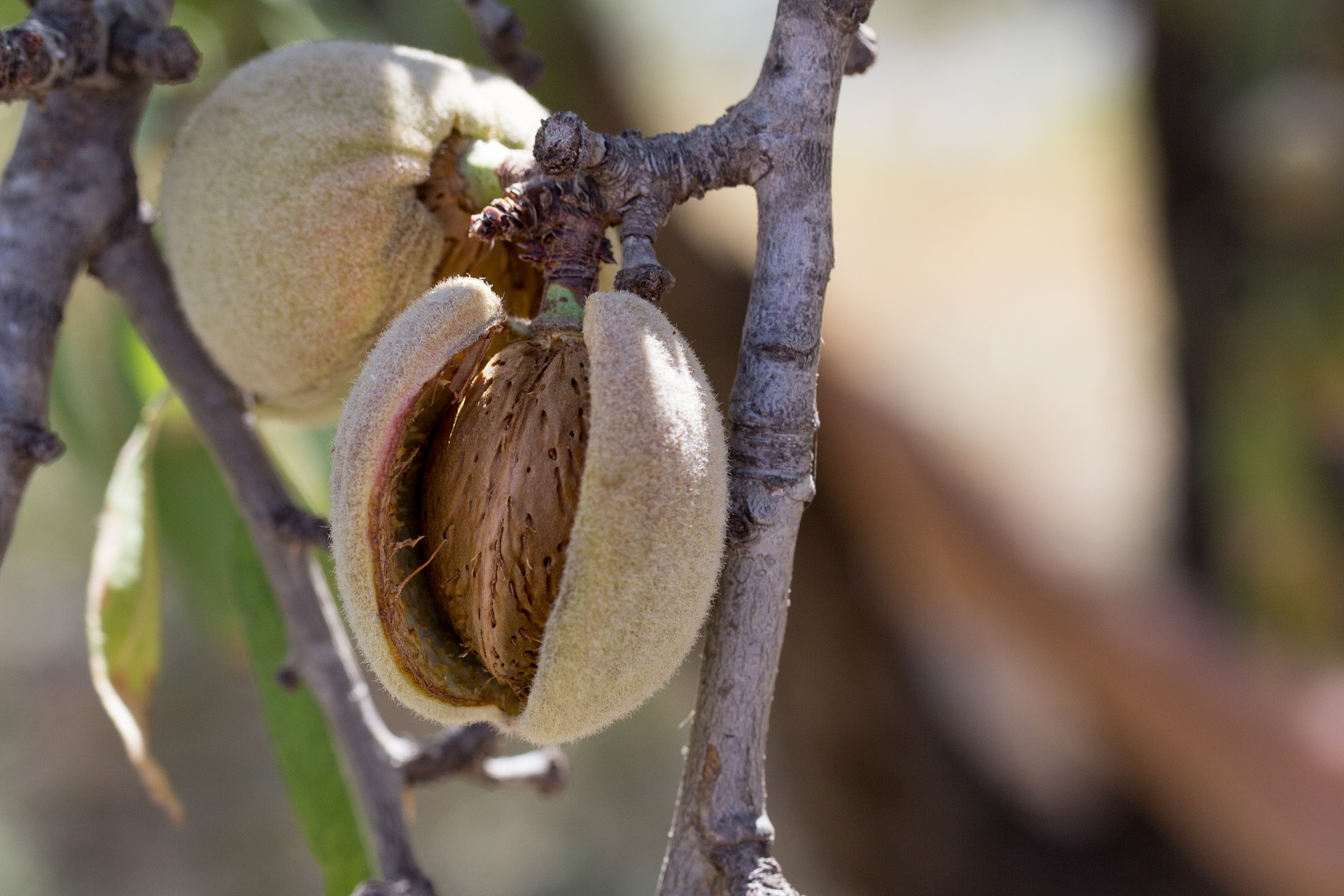Almonds  photo 6