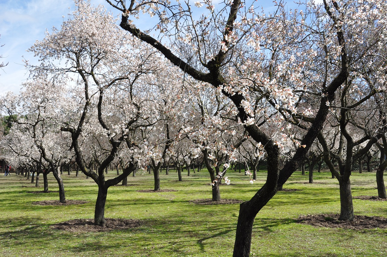 Almonds  photo 3