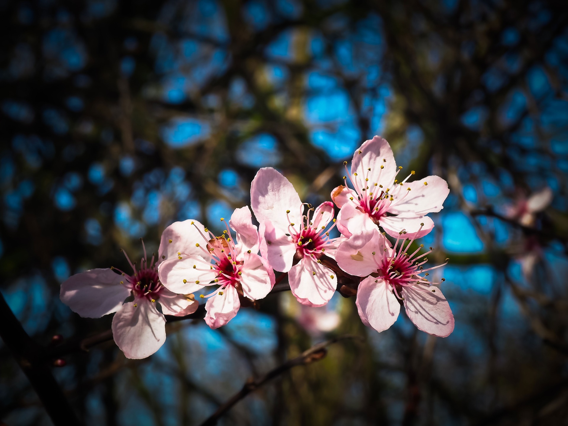 Almonds  photo 4