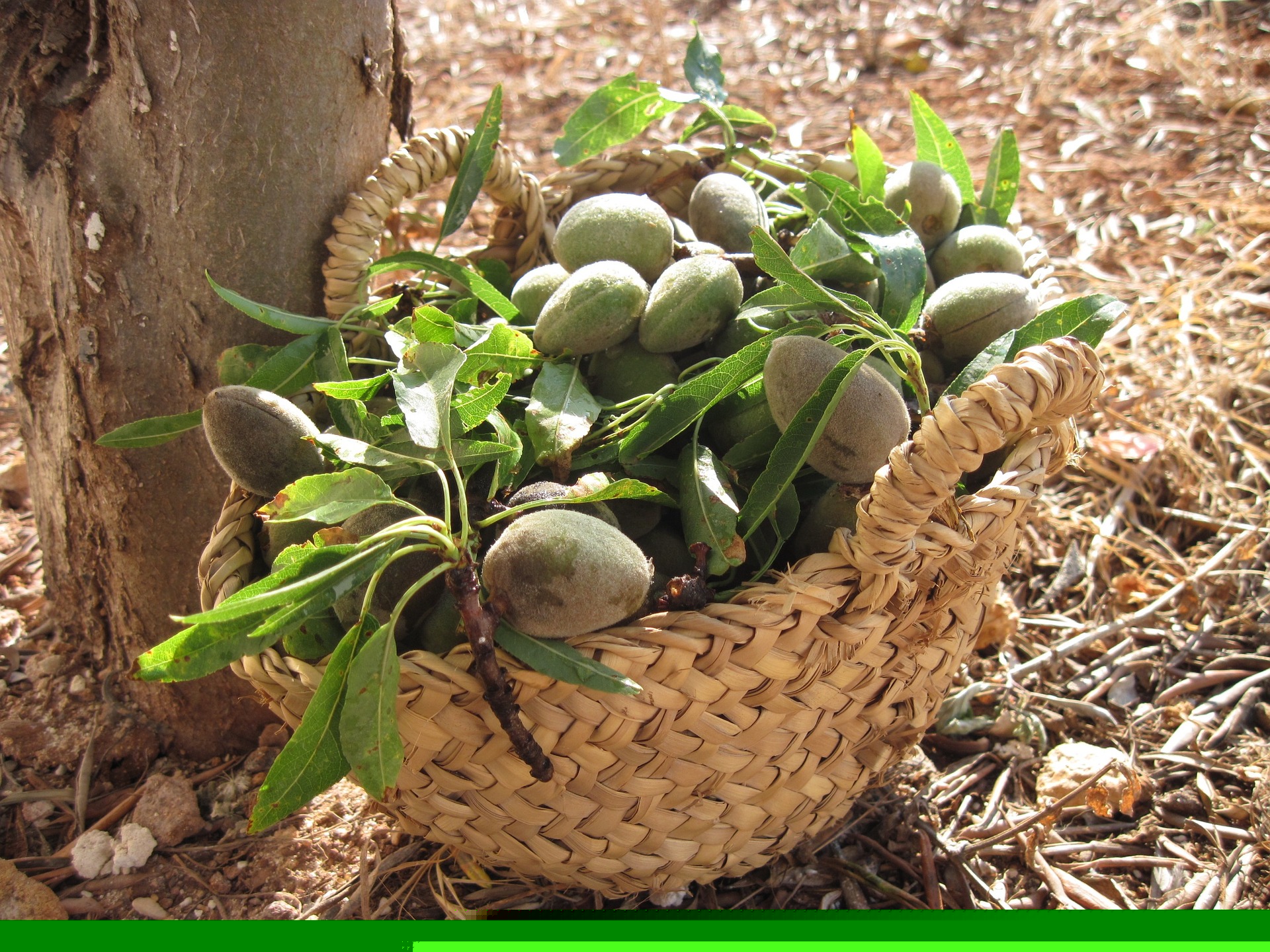 Almonds  photo 5
