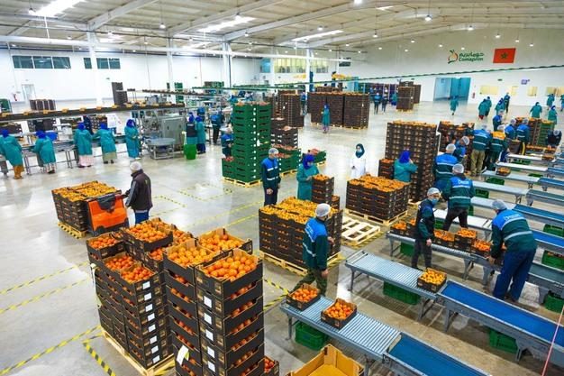 Morocco Fresh Produce Exports: A Guide for International Buyers